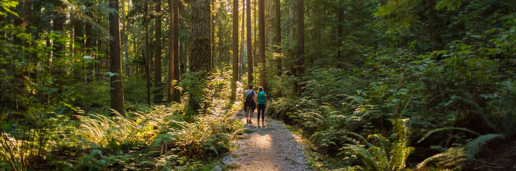 Two hikers on a sunlit forest trail