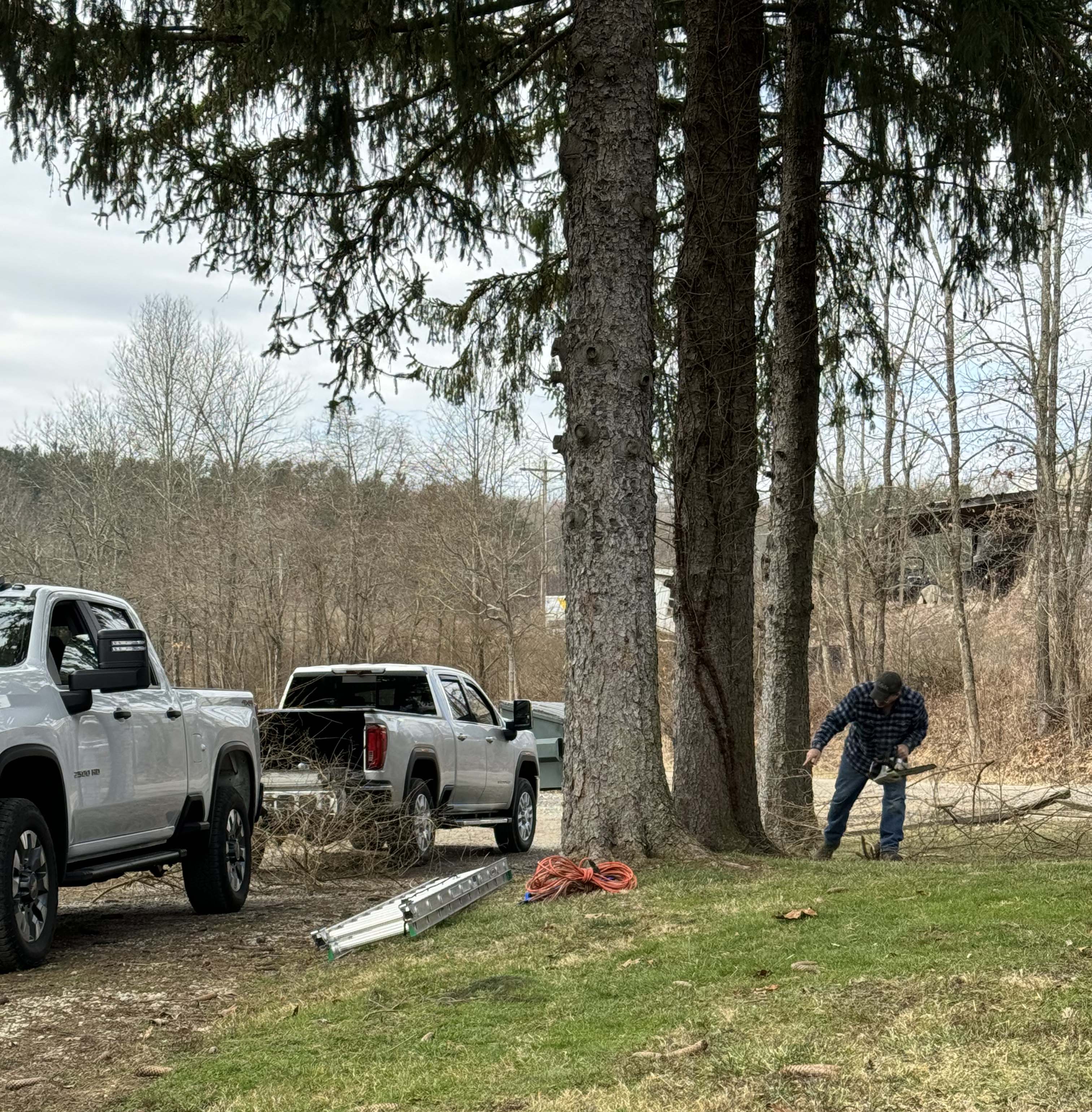 tree cutting