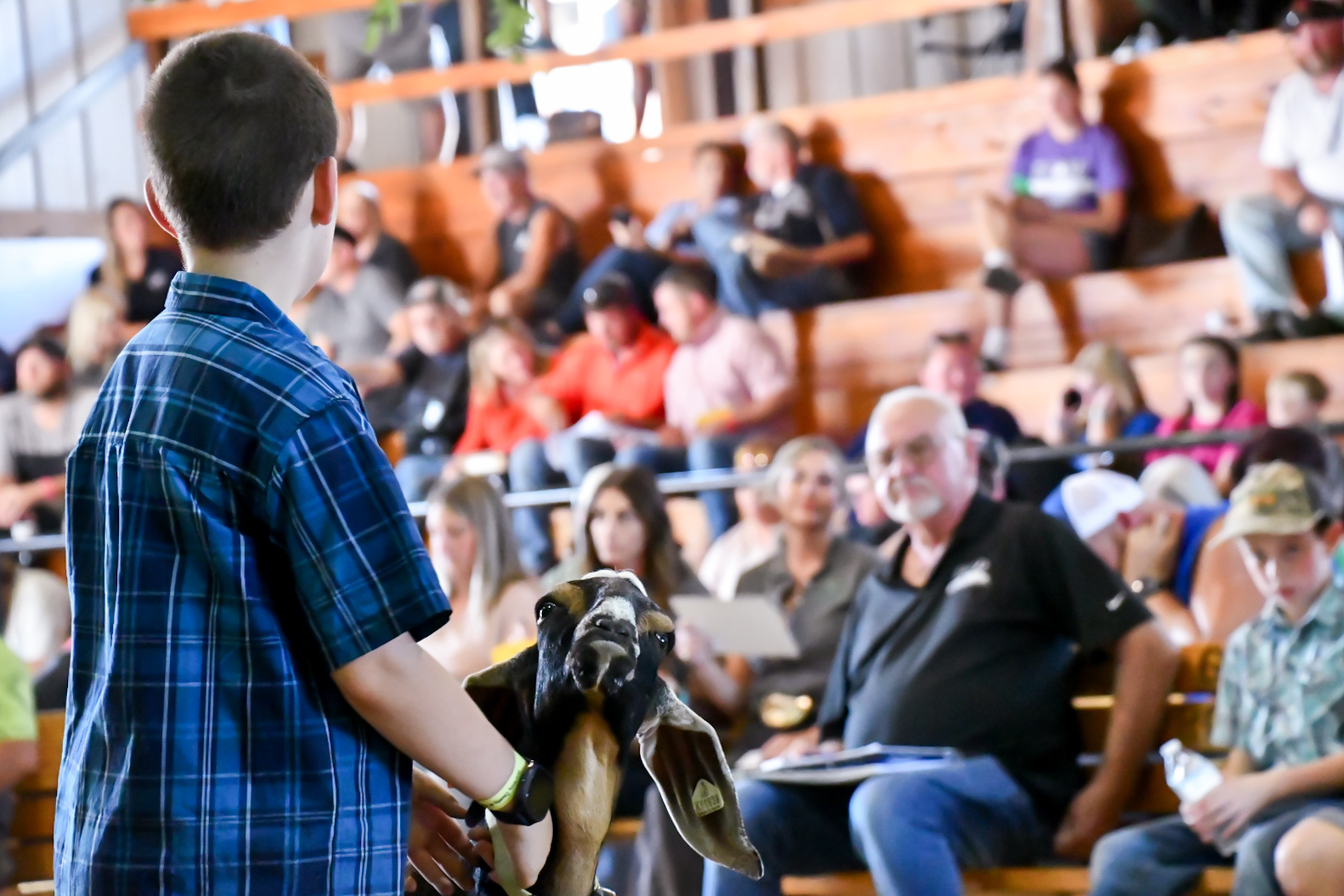 Young exhibitor showing a goat in the ring at the Guernsey County Fair