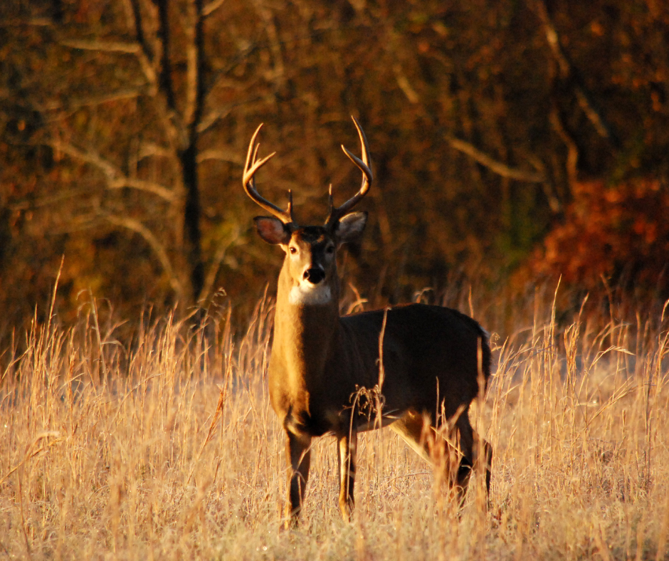 hunting buck